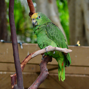 双黄头亚马逊鹦鹉图片