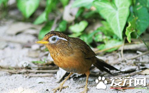 画眉鸟的特征 画眉鸟的额头呈现棕色