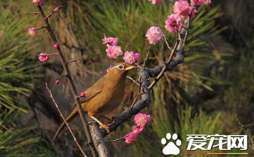 画眉鸟为什么落性 落性画眉鸟的处理方法