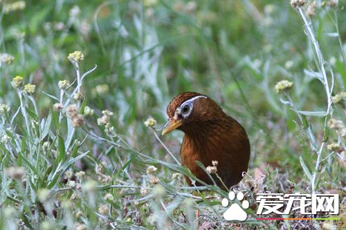怎样判断画眉鸟年龄 可以从鸟的羽毛腿部判断