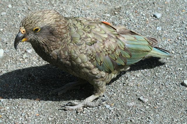 264553569_26c90901d1_z