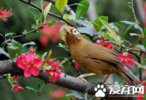 怎样让画眉鸟叫 画眉鸟叫的训练方法