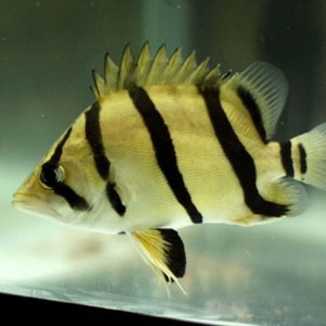 印尼虎鱼图片