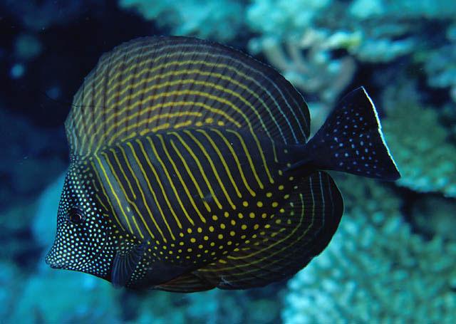 01000000000000119086708906802