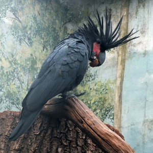 棕榈凤头鹦鹉图片