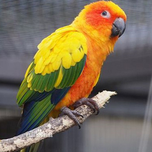 太阳锥尾鹦鹉图片