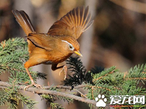 画眉鸟有虱子怎么办 画眉鸟有虱子的治疗方法