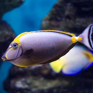 印度洋天狗吊图片