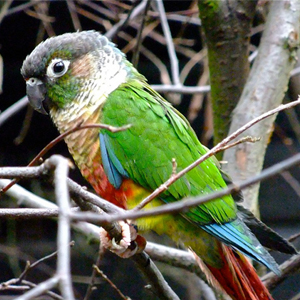 绿颊锥尾鹦鹉图片