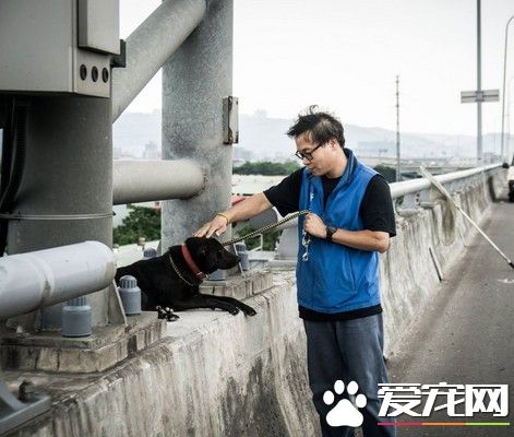 误闯高架桥害怕地趴围栏 动保员温柔摸头安抚