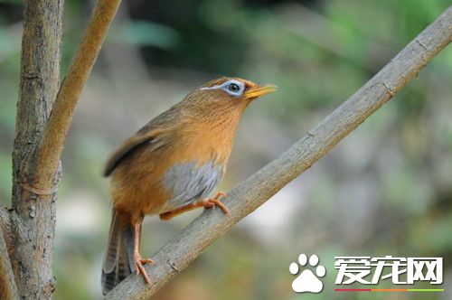 画眉鸟拉白稀怎么办 画眉鸟拉白稀治疗方法