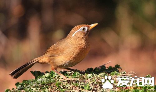 画眉鸟病防治 防治画眉鸟疾病的方法