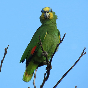 橙翅亚马逊鹦鹉图片