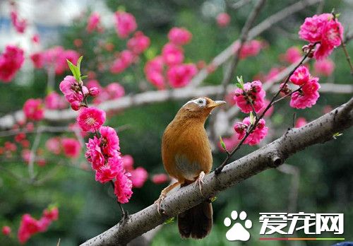 画眉鸟水便怎么办 画眉鸟水便的治疗方法