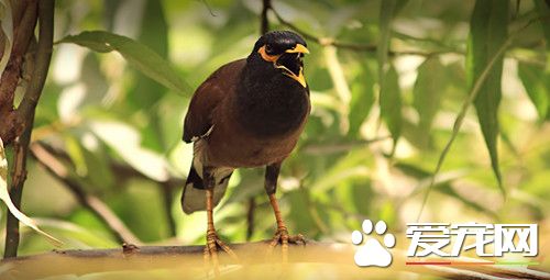 画眉鸟的寿命 不同画眉鸟寿命也不相同