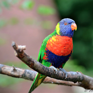 彩虹吸蜜鹦鹉图片