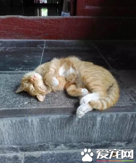 碑林博物馆网红猫抓伤幼童 小猫一家恐驱逐