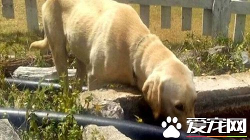小男孩山谷走失44小时 陌生狗狗陪伴他充当行动暖炉