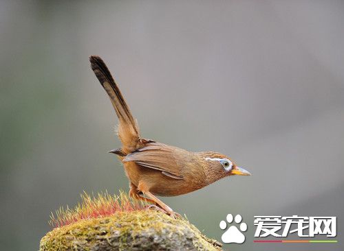 画眉鸟怎么选 十看一模二听方法来挑选