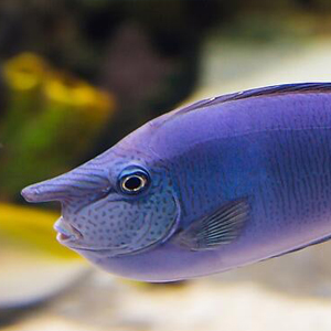 短吻独角吊图片