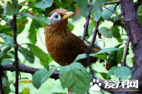 画眉鸟病了怎么办 在饮食上尤其特别注意