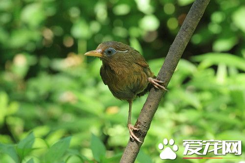 画眉鸟的食物 画眉鸟食物以昆虫为主