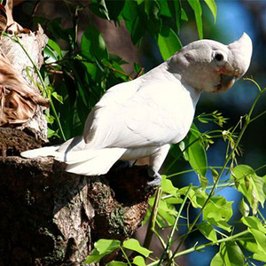 戈芬氏凤头鹦鹉图片