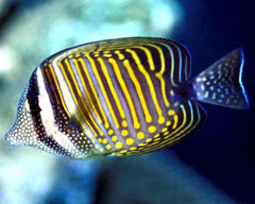 300001062059132211461234213_950