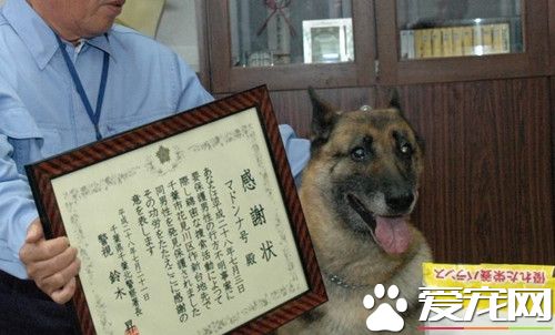 民养高龄警犬玛丹娜 找回失智的爷爷