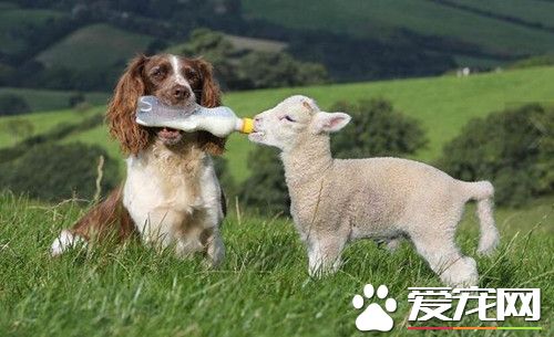 史宾格牧羊犬每天叼奶瓶给孤儿羊羔喂奶 风雨无阻