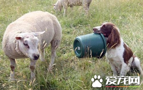 史宾格牧羊犬每天叼奶瓶给孤儿羊羔喂奶 风雨无阻