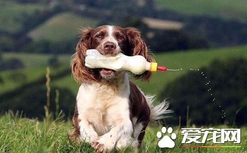 史宾格牧羊犬每天叼奶瓶给孤儿羊羔喂奶 风雨无阻