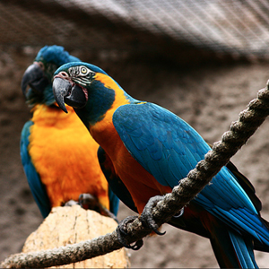 蓝喉金刚鹦鹉图片