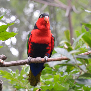 黑顶吸蜜鹦鹉图片