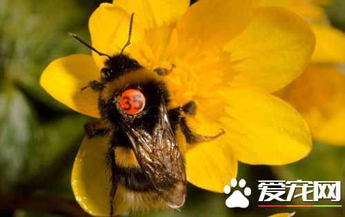 伦敦大学的学者 替百只蜜蜂装上牌照