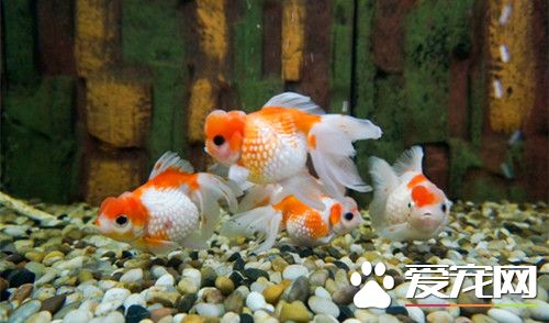 金鱼和什么鱼混养 金鱼是不适合混养的