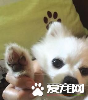 女主人高温遛狗 温度太高烫伤狗掌