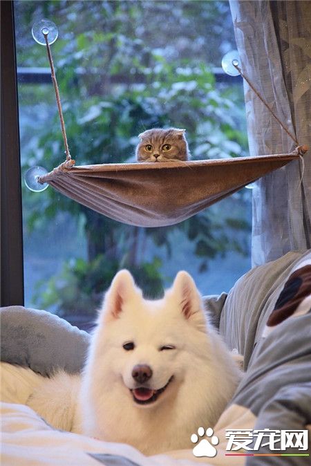 抛媚眼的萨摩耶和一脸惊恐的折耳猫