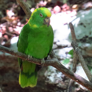 黄颈亚马逊鹦鹉图片