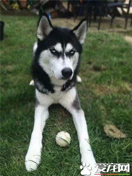 天生一副“老子是总攻”的霸道总裁范表情！