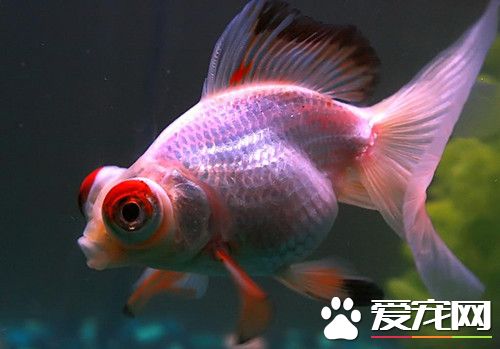 金鱼浮头是怎么回事 水中缺氧会造成金鱼浮头