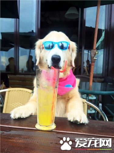 人气狗明星病逝 市府协助举办追思会