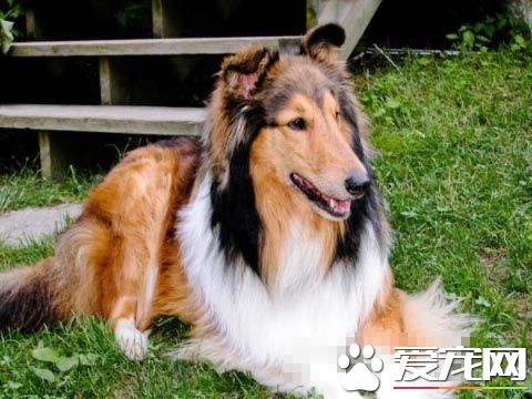 粗毛柯利犬怎么训练 掌握最佳训练时期