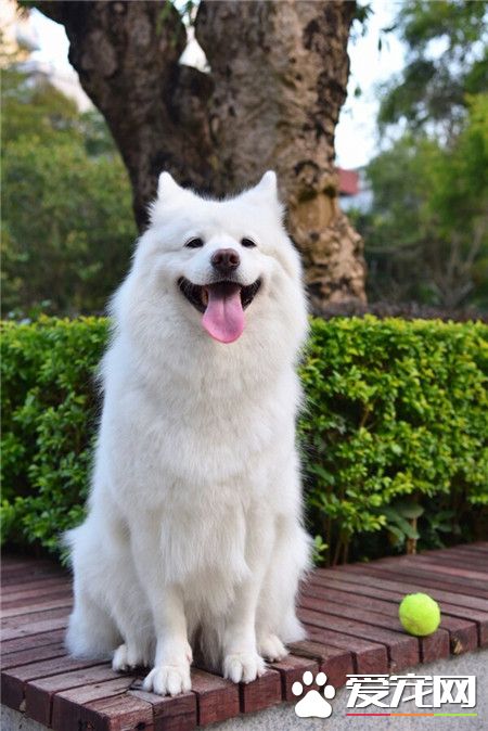 吐舌头的萨摩耶是不是很萌呢？