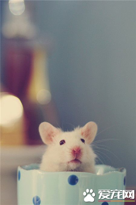 萌萌哒小仓鼠！