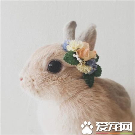 兔几ヾ(≧O≦)〃嗷~