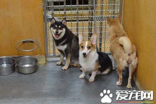 抢领竹县非法繁殖犬 半天领光光