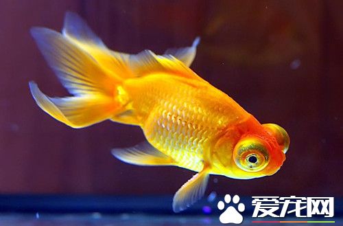 金鱼烂尾怎么回事 金鱼烂尾的治疗方法