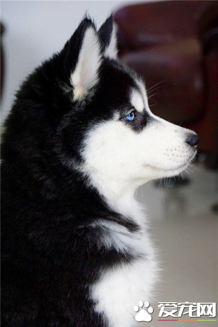 哈士奇完美侧颜，是不是美翻啦！