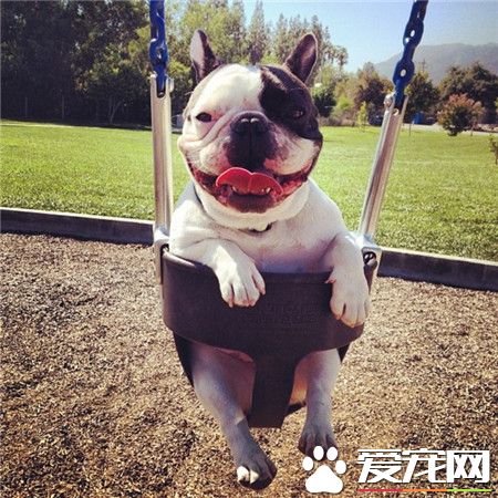 二货斗牛犬荡秋千卖萌无极限